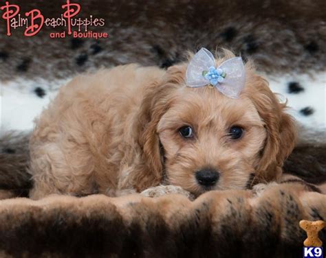 Mixed Breed Puppy for Sale: Beautiful Cockapoo 9 Years old