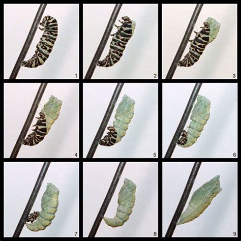 Anise Swallowtail Caterpillar to Chrysalis http://butterflies.aa6g.org ...