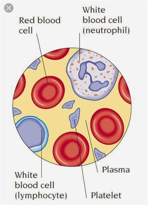 Red Blood Cell Structure