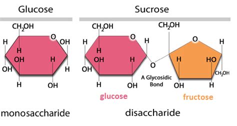 Why is it that during transportation of carbohydrates in plants it is ...