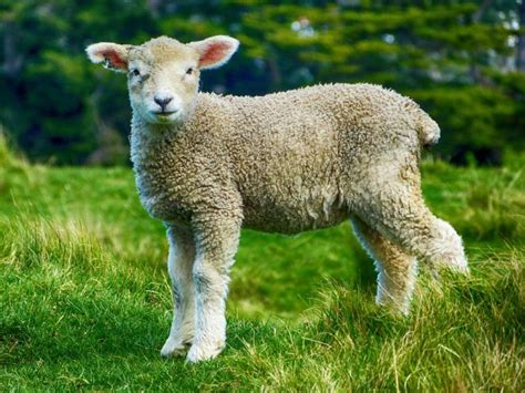 Lamb on the loose at the University of Utah - UPI.com