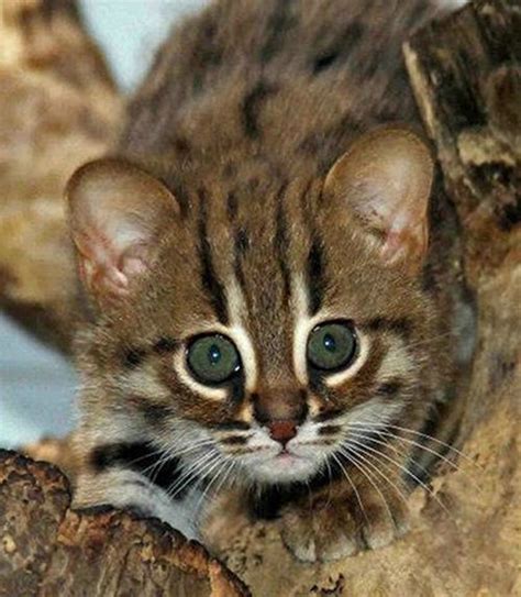 World's Smallest Wild Cats, Rusty-Spotted Cats, Make Appearance in ...