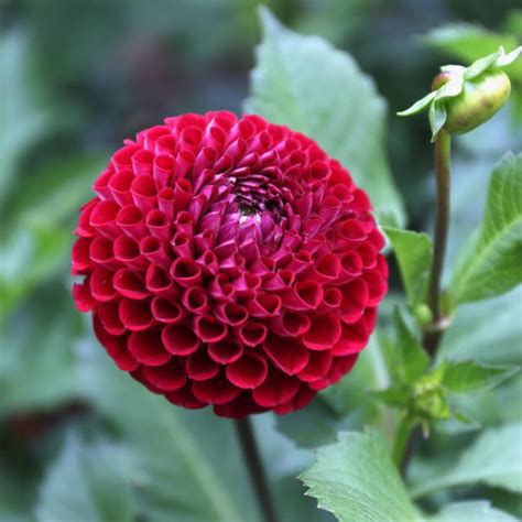 Dahlia Ball Cornel - 2 tuber clumps - Longfield Gardens