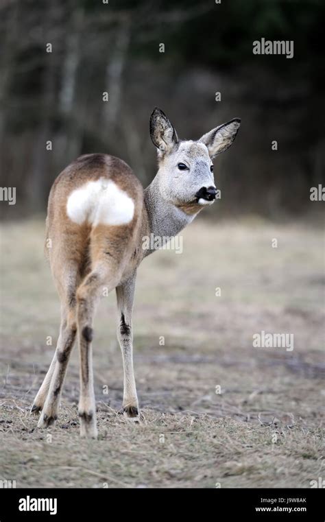 Red deer in their natural habitat Stock Photo - Alamy