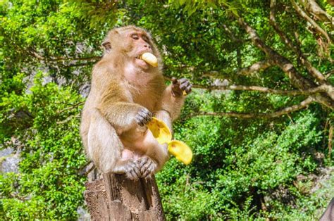 Monkey Eating Bananas in Jungle Stock Photo - Image of hairy, green ...