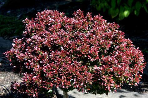 Berberis thunbergii ' Bagatelle ' Dwarf Red Japanese Barberry - Kigi ...