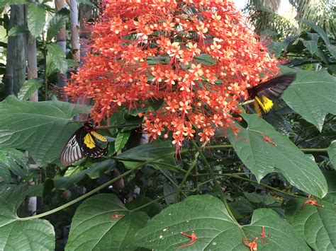 Pagoda Flower – Exhibits