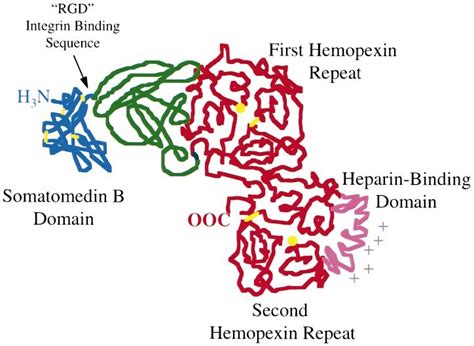 Domain arrangement of vitronectin. A working model for the domain ...