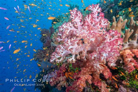 Brilliant Fiji Coral Reef with Soft Corals and Schools of Anthias ...