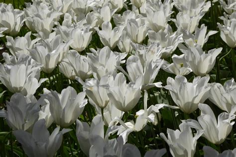 White tulips in the White Garden © Philip Halling cc-by-sa/2.0 ...