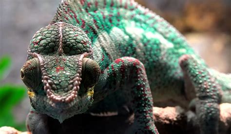 Chameleon Eyes - NWF | Ranger Rick