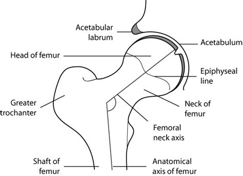 Hip Joint Diagram