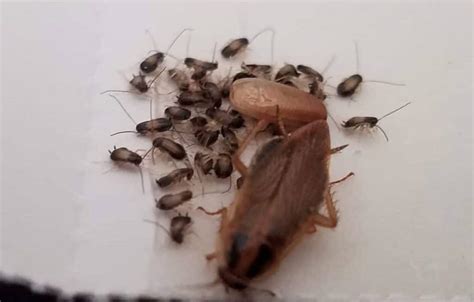 How to Get Rid of German Cockroaches: 7 Best Killers Reviewed