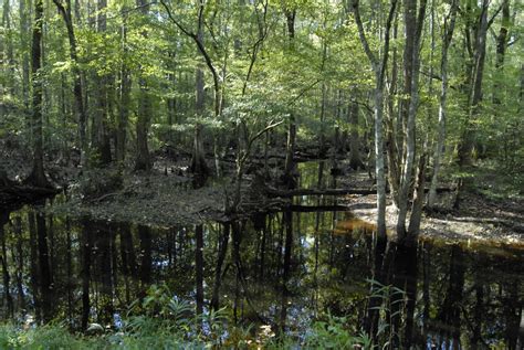 Small Travels and Musings: Great Dismal Swamp National Wildlife Refuge.