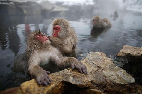 Hot spring likely helping Japanese monkeys reduce stress: study | ABS ...