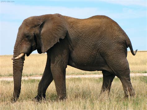 عکس فیل آفریقای بزرگ african elephant wallpaper