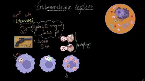 Lysosomes and vacuoles | Cell: the unit of life | Biology | Khan ...