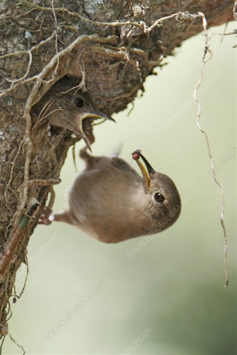 House wren feeding its chick - Stock Image - Z892/0476 - Science Photo ...