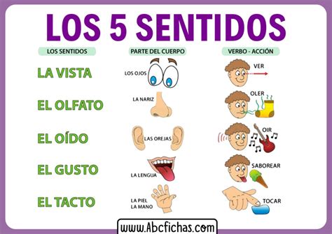 Explicacion los 5 sentidos para niños - ABC Fichas