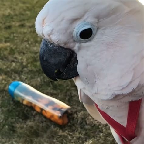 Intelligent cockatoo says the funniest things while on a playdate – Pet ...