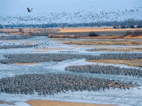 Sandhill Cranes, Platte River