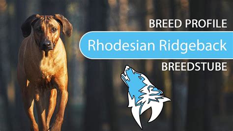 Rhodesian Ridgeback Breed [2020] Temperament & Training - YouTube