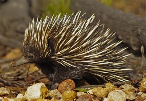 Echidnas: Impressive Looks and Behavior – Animal Encyclopedia