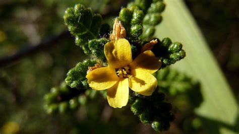 Flora y fauna de Nuevo León