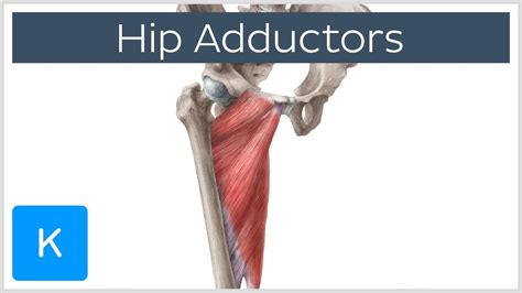 Anatomy Of The Hip Adductor Muscles Human Anatomy | Free Nude Porn Photos