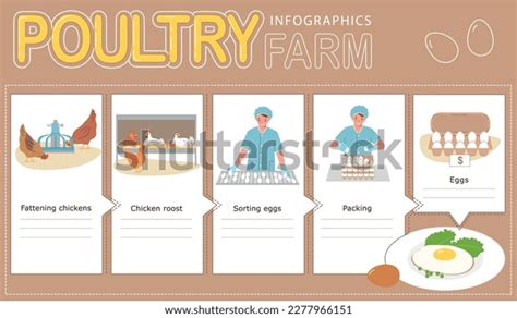 Poultry Factory Eggs Production Flat Infographic Stock Vector (Royalty ...