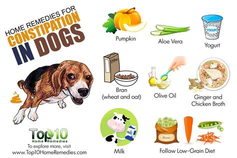 Top 10 dog constipation remedies ideas and inspiration