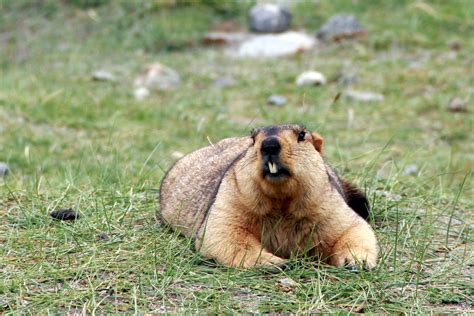 Himalayan marmot - Marmota himalayana | The Himalayan marmot… | Flickr