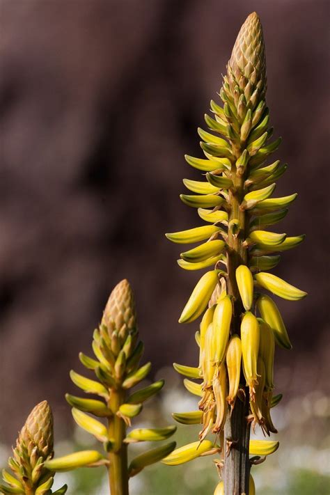 Everything You Need to Know About Aloe Vera Plant Care and Uses - Lady ...