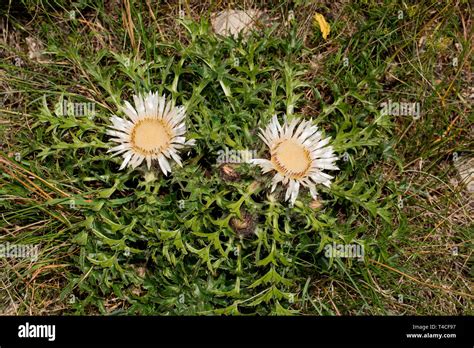 stemless carline thistle, (Carlina acaulis Stock Photo - Alamy