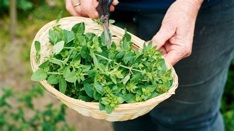 50 Unbelievable Benefits of Oregano You Must Know - 2024