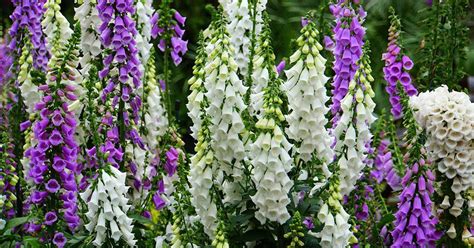 11 of the Best Foxglove Varieties | Gardener’s Path