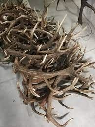 Buy Red Deer Antlers Online – Jalaxsh Wholesale Ltd