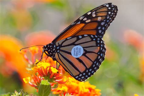 Monarchs ride west coast winds: Proof of butterfly migration | WSU ...