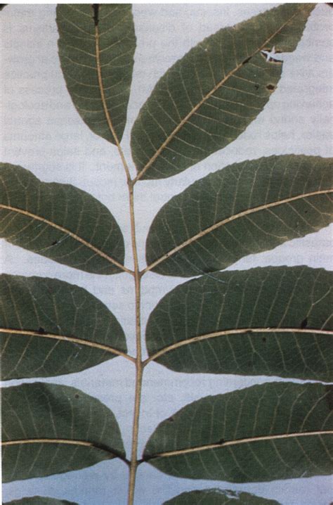 pecan tree leaves identification - Bonny Oconnell