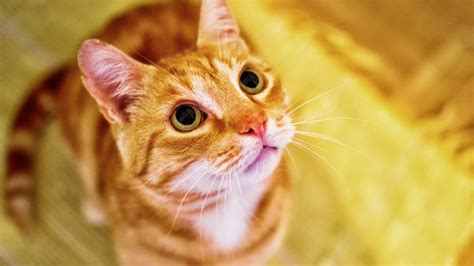 Orange Cat Wallpapers - Top Free Orange Cat Backgrounds - WallpaperAccess