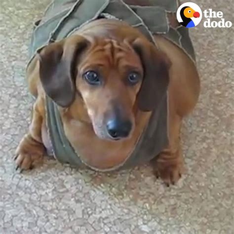 Obese Dachshund Loses 50 Pounds | This dachshund weighed 77 pounds when ...