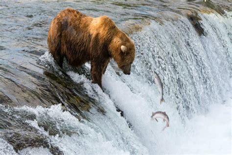 The Salmon Fishing Bears Of Brooks Falls, Katmai National Park, Alaska ...