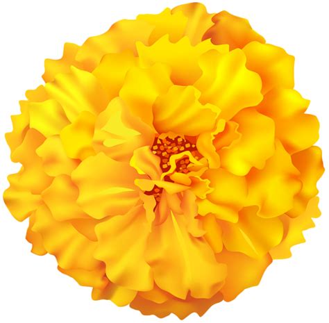 Marigold Flower PNG Clip Art Image | Marigold flower, Flower clipart ...