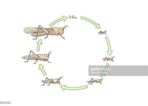 Life cycle of a locust | Life cycles, Free illustrations, Locust