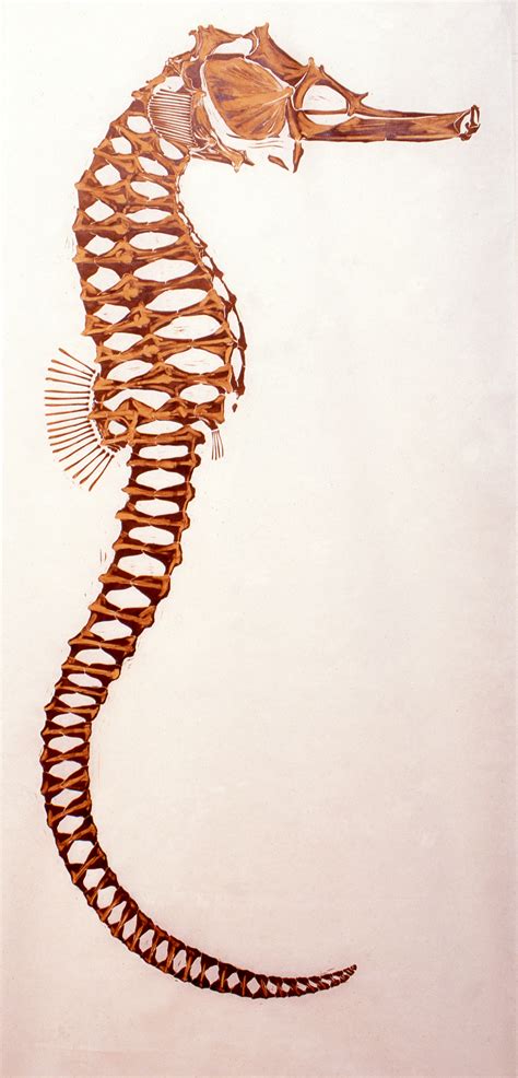 Seahorse — Natural History Artist