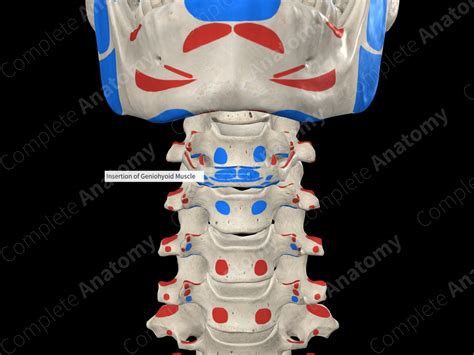 Insertion of Geniohyoid Muscle | Complete Anatomy