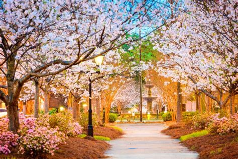 This Magical Cherry Blossom Festival Will Soon Return To Macon