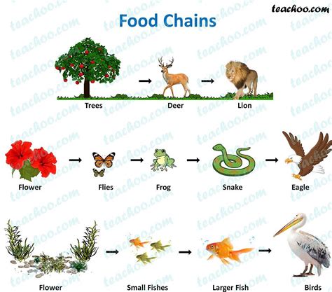 Food Chain and Food Web - Meaning, Diagrams, Examples - Teachoo in 2022 ...