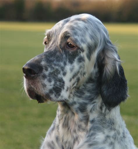 Cute English Setter dog photo and wallpaper. Beautiful Cute English ...