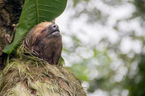 Sloth Tour Costa Rica | Luxury Villas Pinilla